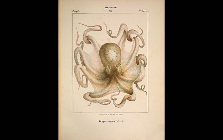 18 Ernst Haeckel ilustración de un pulpo | Rialta
