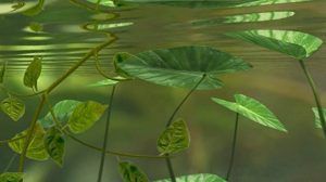 Invertebrados (animación)