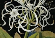 'Sea lily', Mary Delany