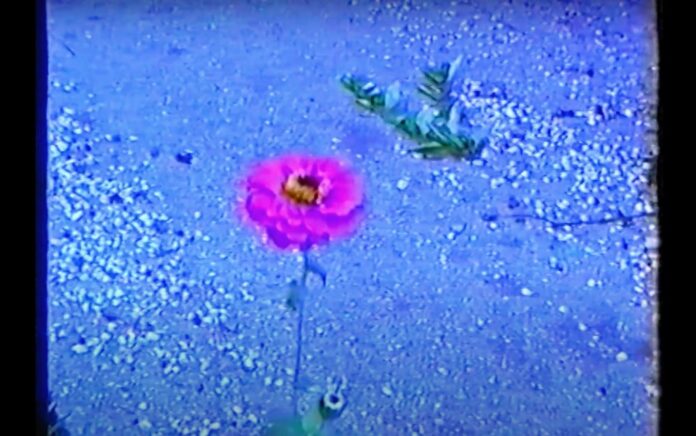 Fotograma de ‘Wild Flowers’; Karla Crnčević