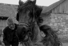 Pegan a un caballo: variaciones sobre una metáfora caballo