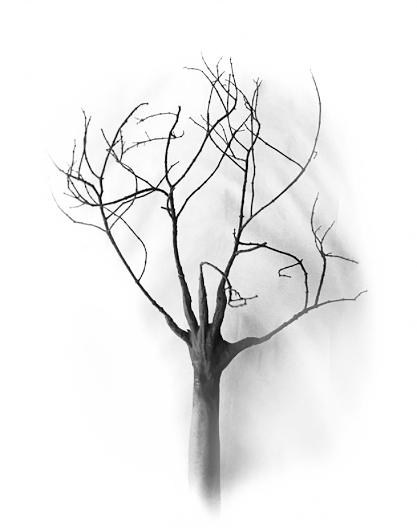 01 Marta Maria Perez Bravo. MAS QUE UN ARBOL | Rialta