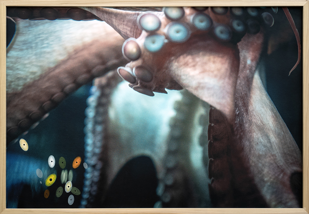 Pulpo I 2024 2025 copy 2 | Rialta