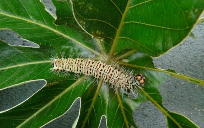 oruga