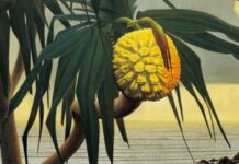 ‘En el jardín de mi amigo foráneo’ (fragmento)