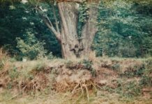 Más de 150 obras de Ana Mendieta, desde este verano, en la Tate Modern de Londres De ‘Silueta’ (1973-1980, obra en Iowa); Ana Mendieta