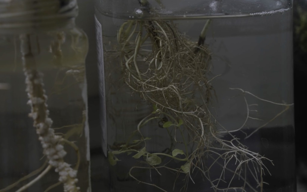 Still de ‘Petricor’; Violena Ampudia
