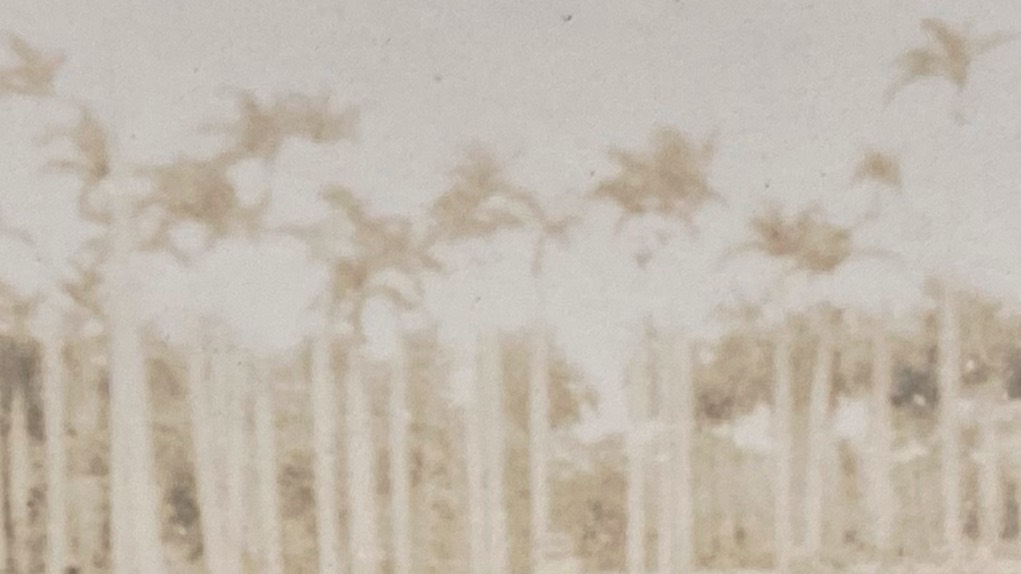 Still de 'Oikos' (2026, 10′); Hanzer González Garriga