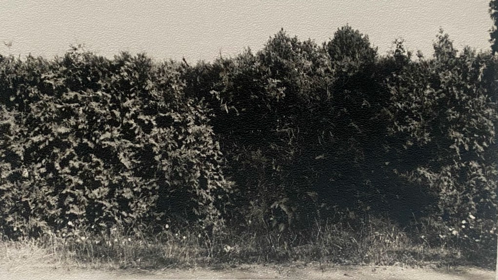 Still de 'Oikos' (2026, 10′); Hanzer González Garriga
